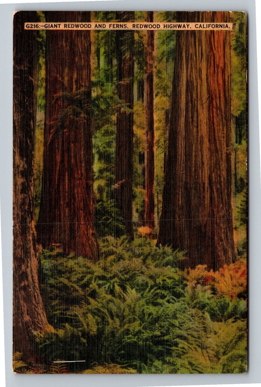 1941 Giant Redwood & Ferns Redwood Highway California Postcard Posted