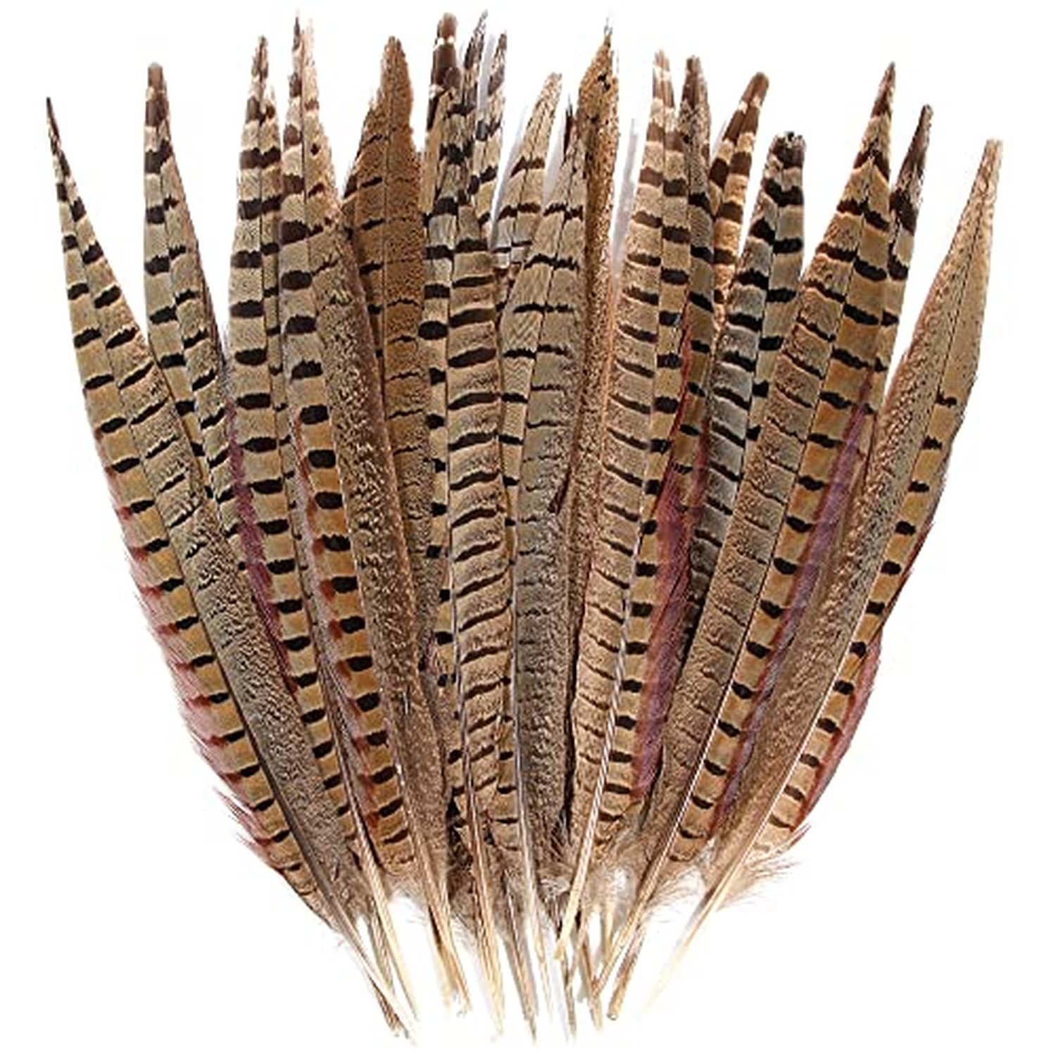 20pcs Male Pheasant Feather Natural Ringneck Tails Feathers 6-8inch 15-20cm f... 20pcs Male Pheasant Feather Natural Ringneck Tails Feathers 6-8inch 15-20cm f...