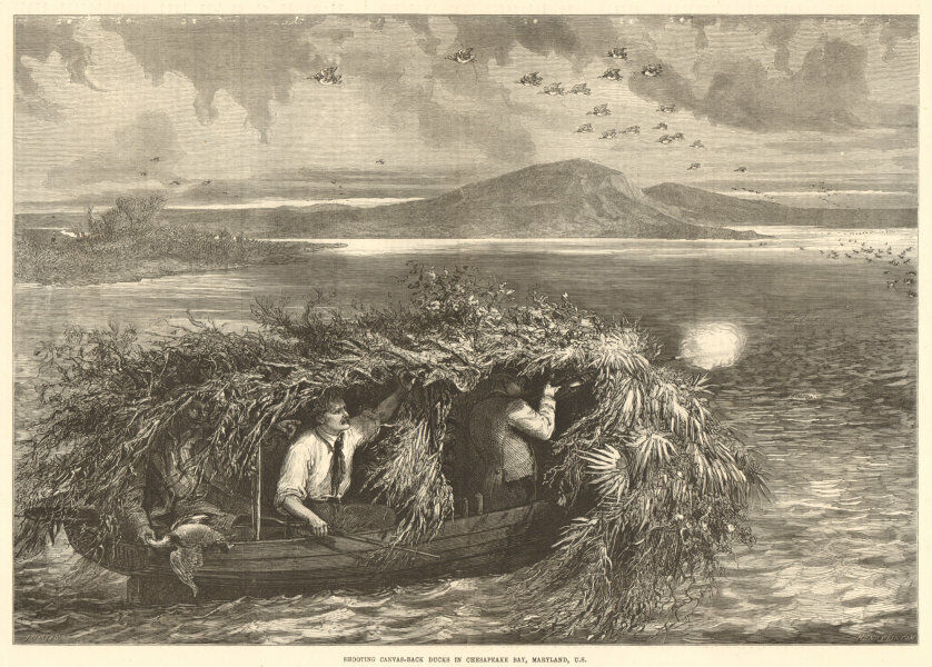 Shooting canvas-back ducks in Chesapeake Bay, Maryland, U. S. Hunting 1874
