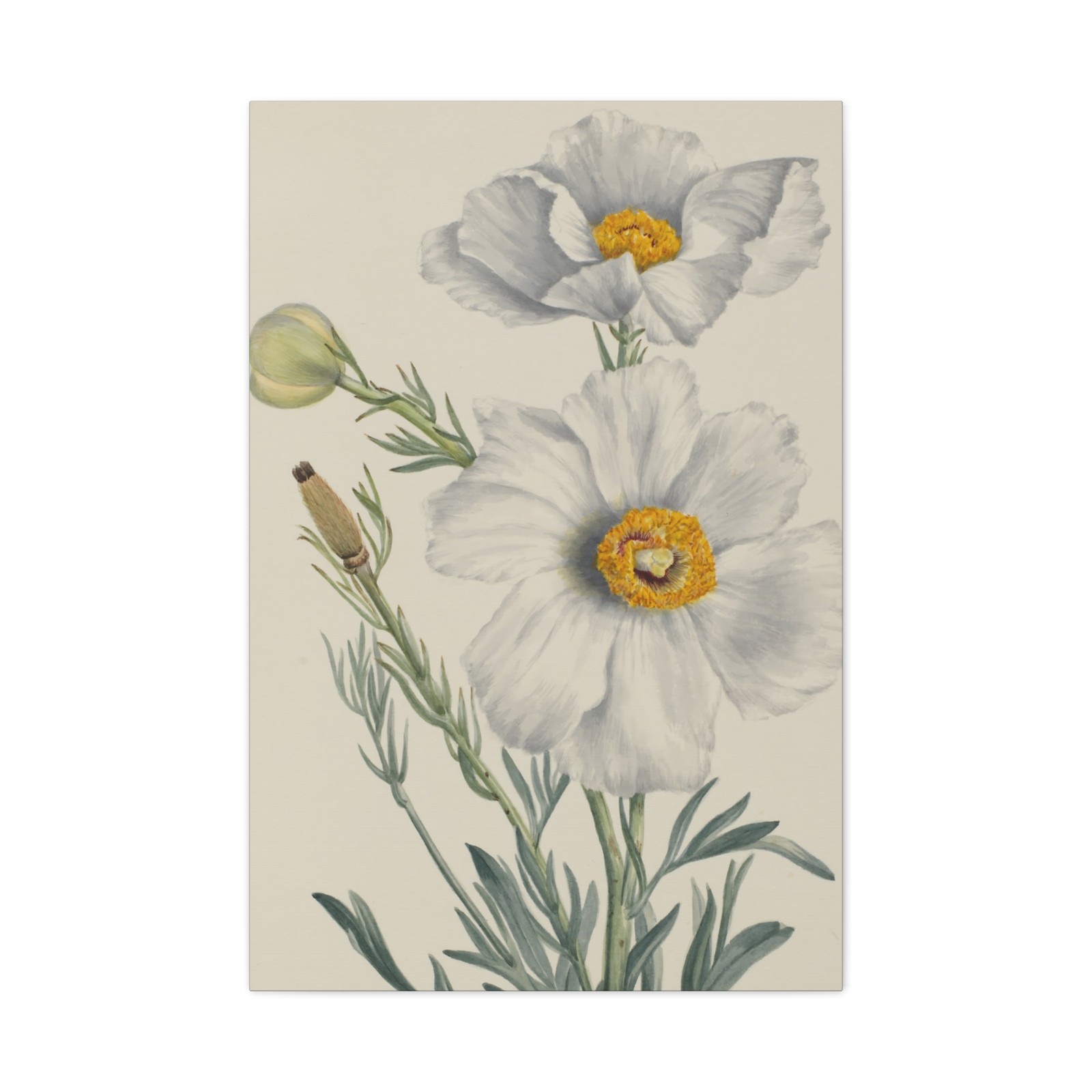 Mary Vaux Walcott - Matilija Poppy (Romneya coulteri) - 1931 - Canvas Wall Art