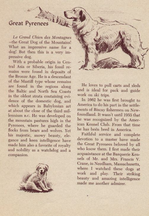 Great Pyrenees - CUSTOM MATTED - Vintage Antique Dog Art Print - 1954 M. Dennis Great Pyrenees - CUSTOM MATTED - Vintage Antique Dog Art Print - 1954 M. Dennis