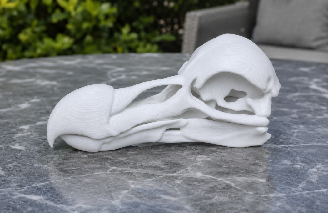 Dodo Bird Skull Replica 1:1 Scale Extinct Bird Museum Quality Display Model