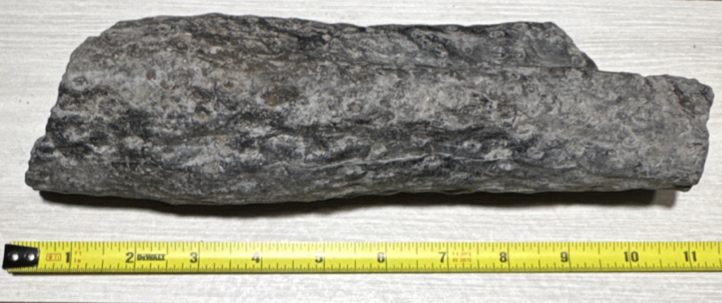 Stigmaria Carboniferous Fossil Lycopd Root