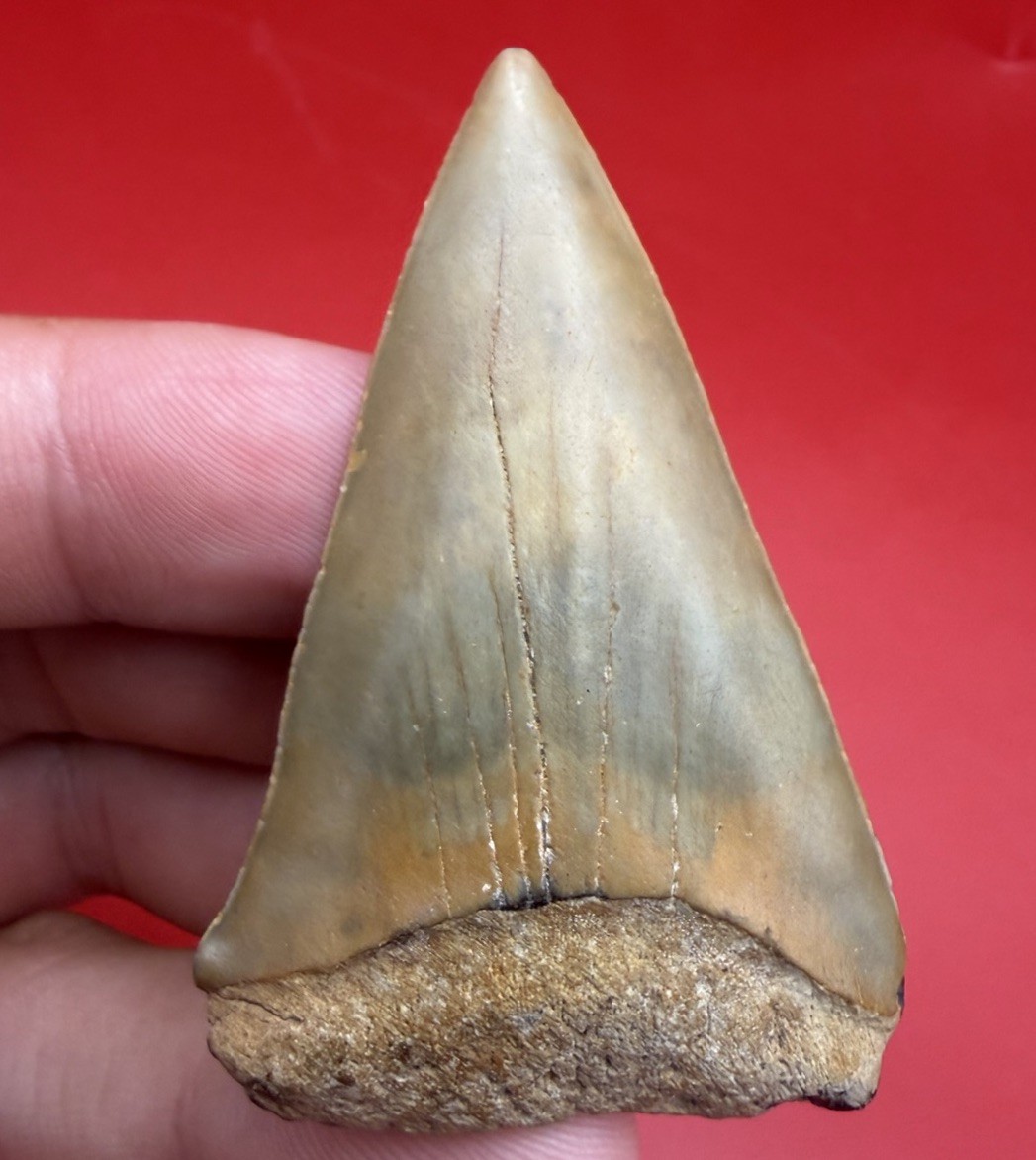 GIANT MAKO SHARK TOOTH FOSSIL 2.47” NORTH CAROLINA NO REPAIR MEGALODON ERA SHARK GIANT MAKO SHARK TOOTH FOSSIL 2.47” NORTH CAROLINA NO REPAIR MEGALODON ERA SHARK