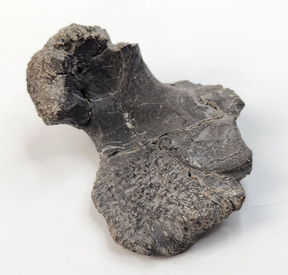 Maiasaura Dinosaur Atlantal Neuroarch Fossil - Two Medicine Fm. - Teton Co., MT 