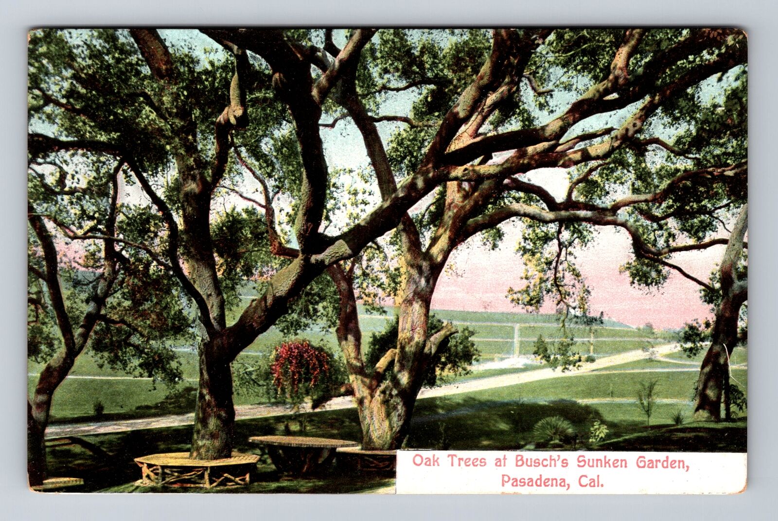 Pasadena CA-California, Oak Trees At Busch's Sunken Garden, Vintage Postcard