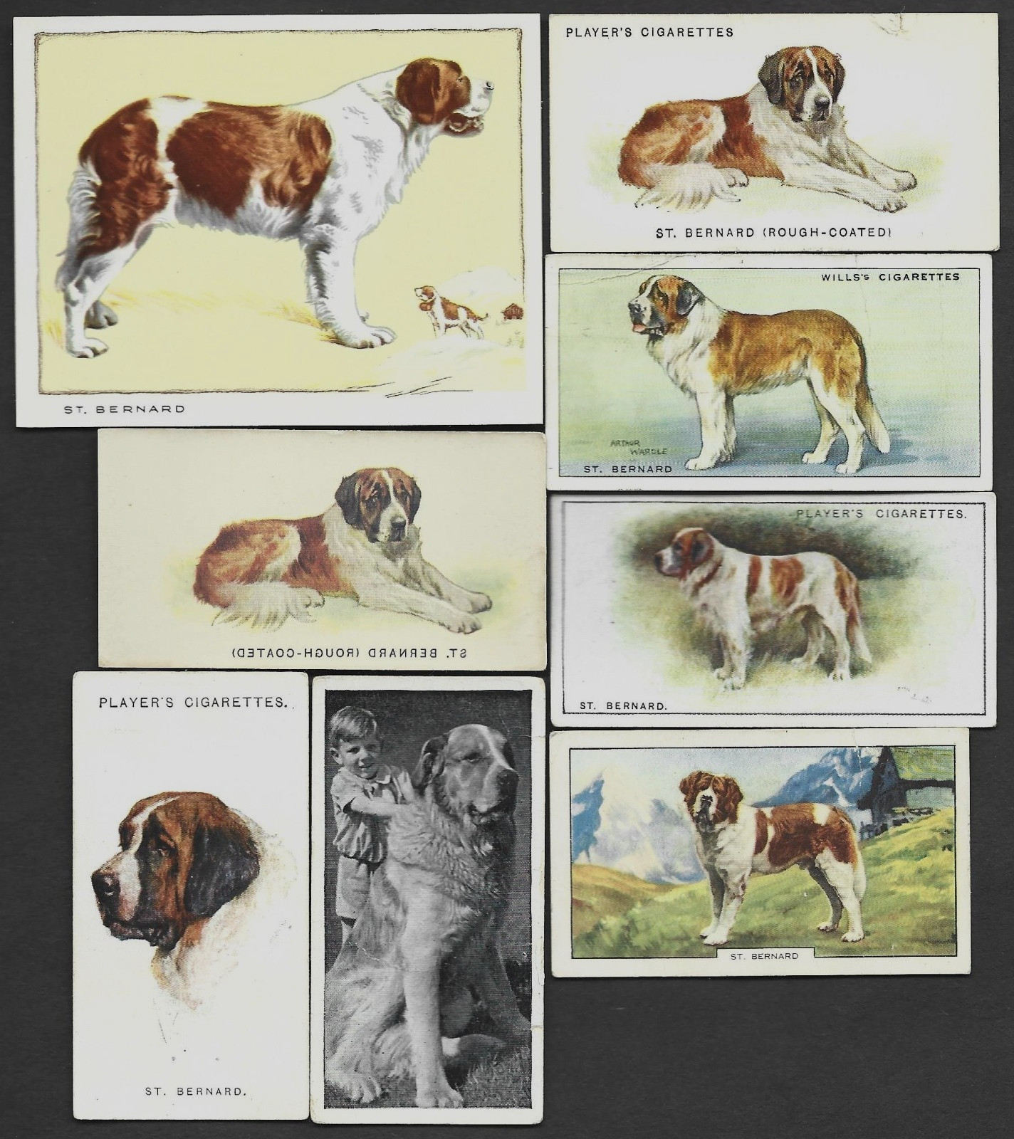 8 Different Vintage SAINT BERNARD Tobacco/Cigarette Dog Cards