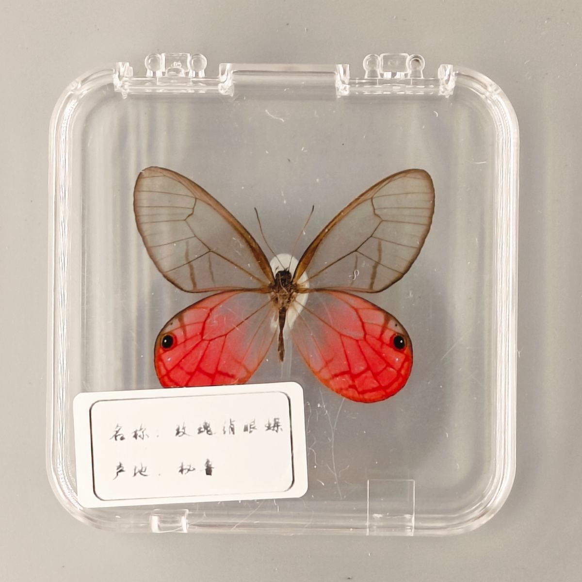 Real Pink Glasswing Rose Eyed Butterfly Specimen Insect Taxidermy DIY Gift Decor Real Pink Glasswing Rose Eyed Butterfly Specimen Insect Taxidermy DIY Gift Decor