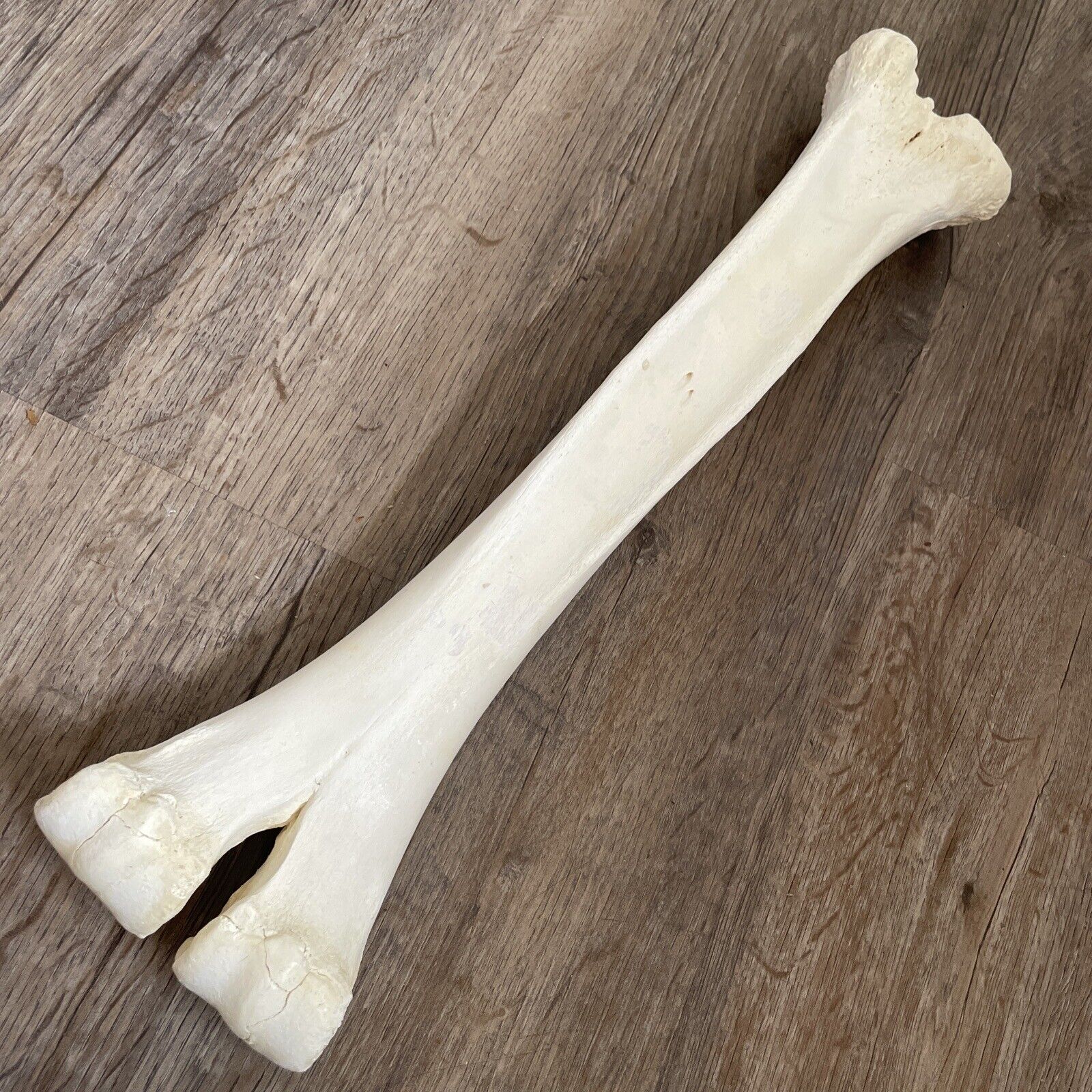 Camel  Bone  16” Large Material Knife Making Handle/Scales