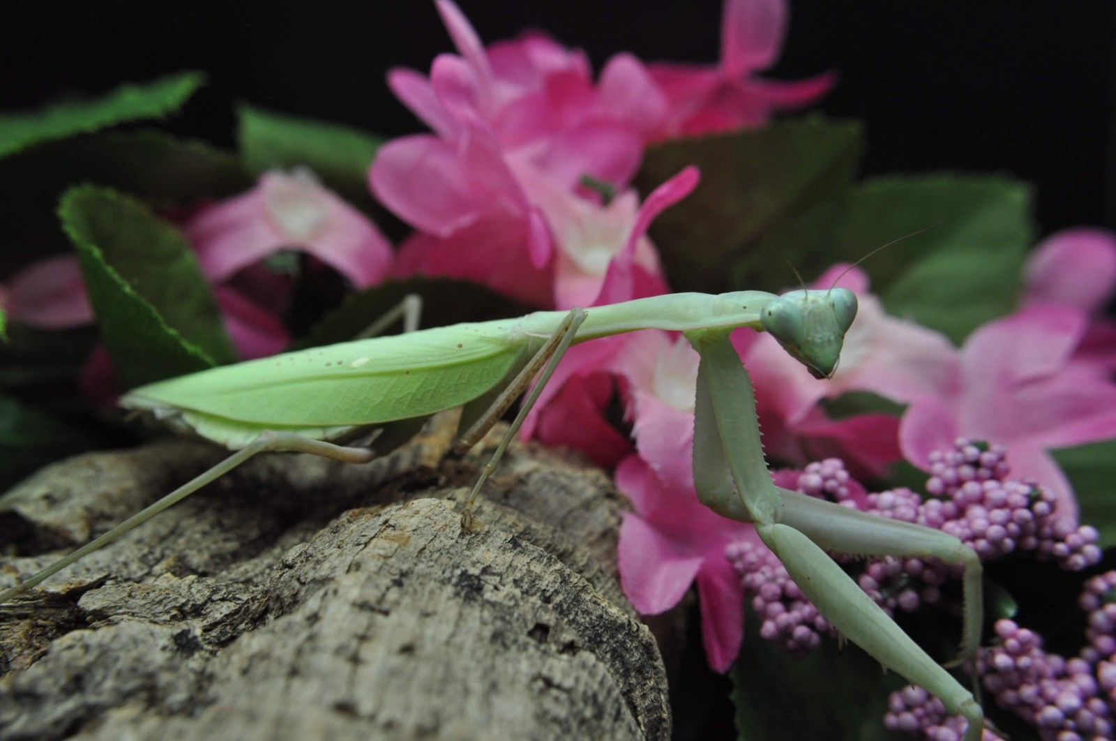 Giant Asian Mantis L2/L3 Nymph Hierodula membranancea