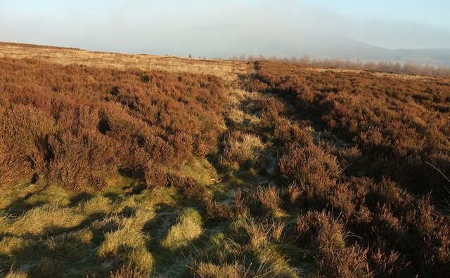 Photo 12x8 Moorland, Green Thorn Hill Drebley Heather moorland, with trees c2016 Photo 12x8 Moorland, Green Thorn Hill Drebley Heather moorland, with trees c2016
