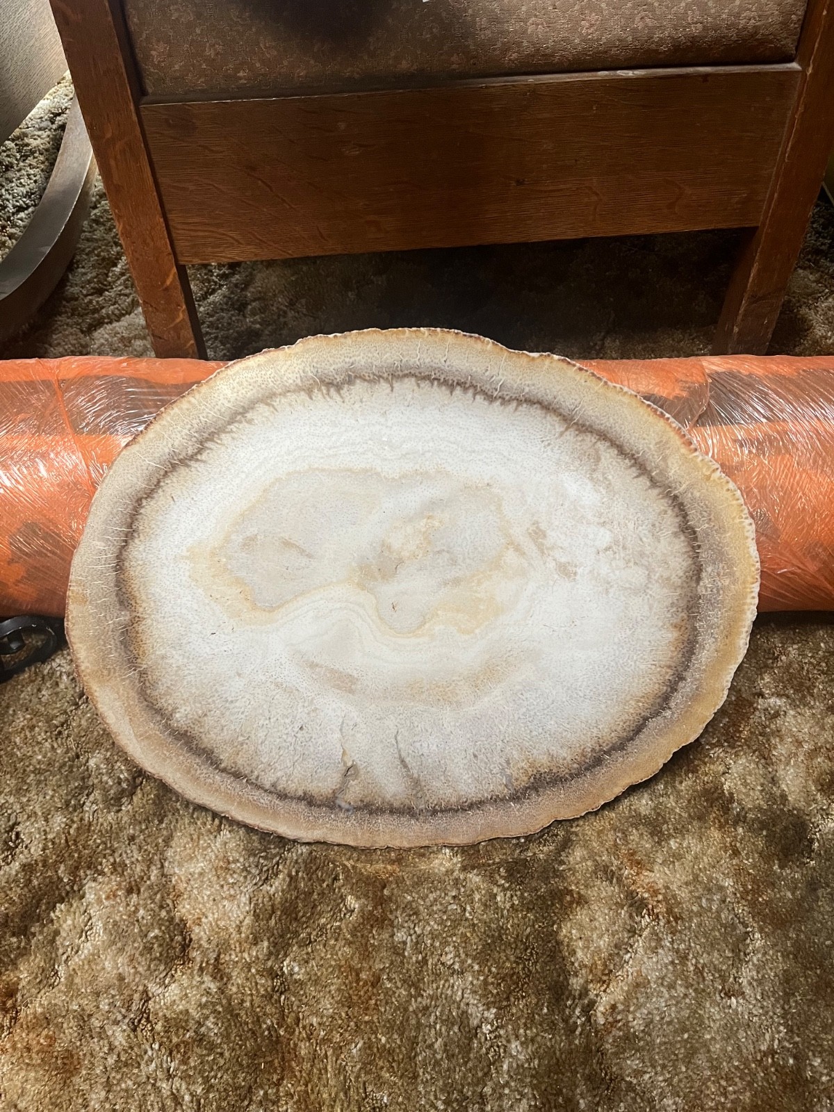 Louisiana, USA PALM WOOD Petrified wood specimen from complete root, very rare