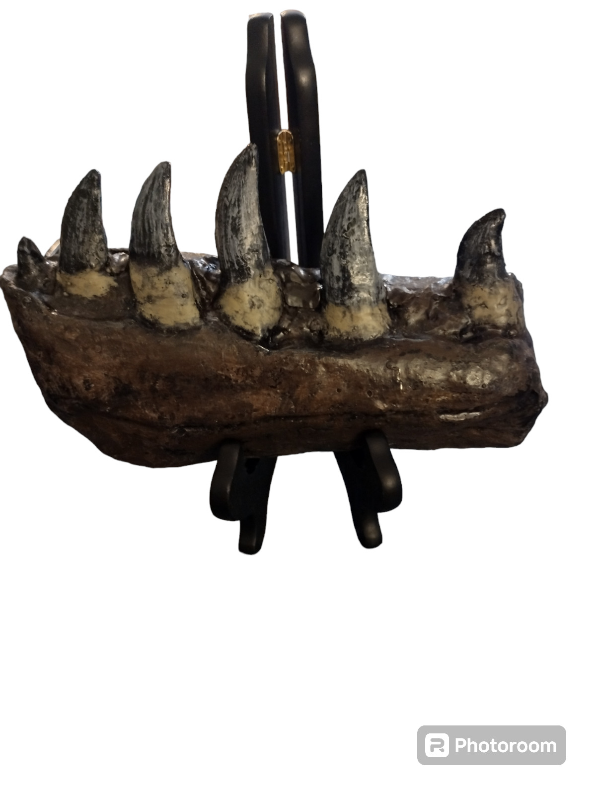 Megalosaurus bucklandii partial dentary fossil replica- dinosaurs-paleontology