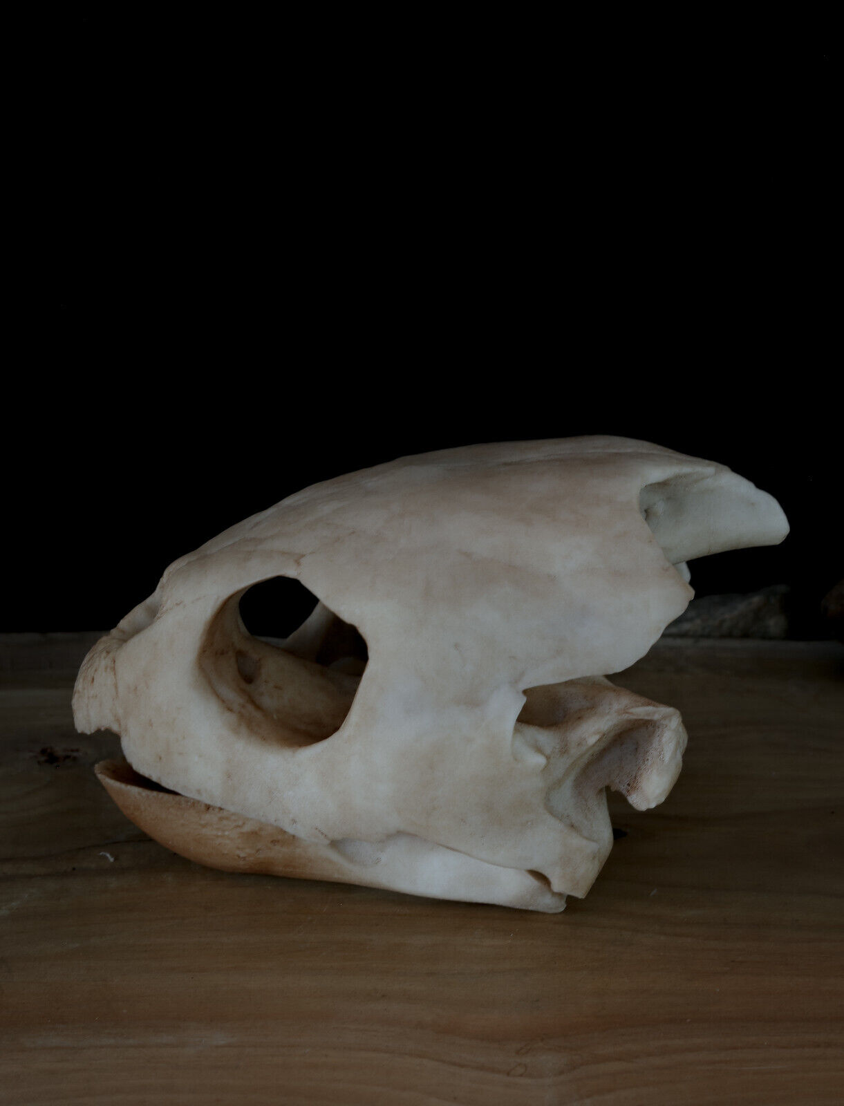 Turtle skull - loggerhead sea turtle - Quality replica -FREE world wide shipping