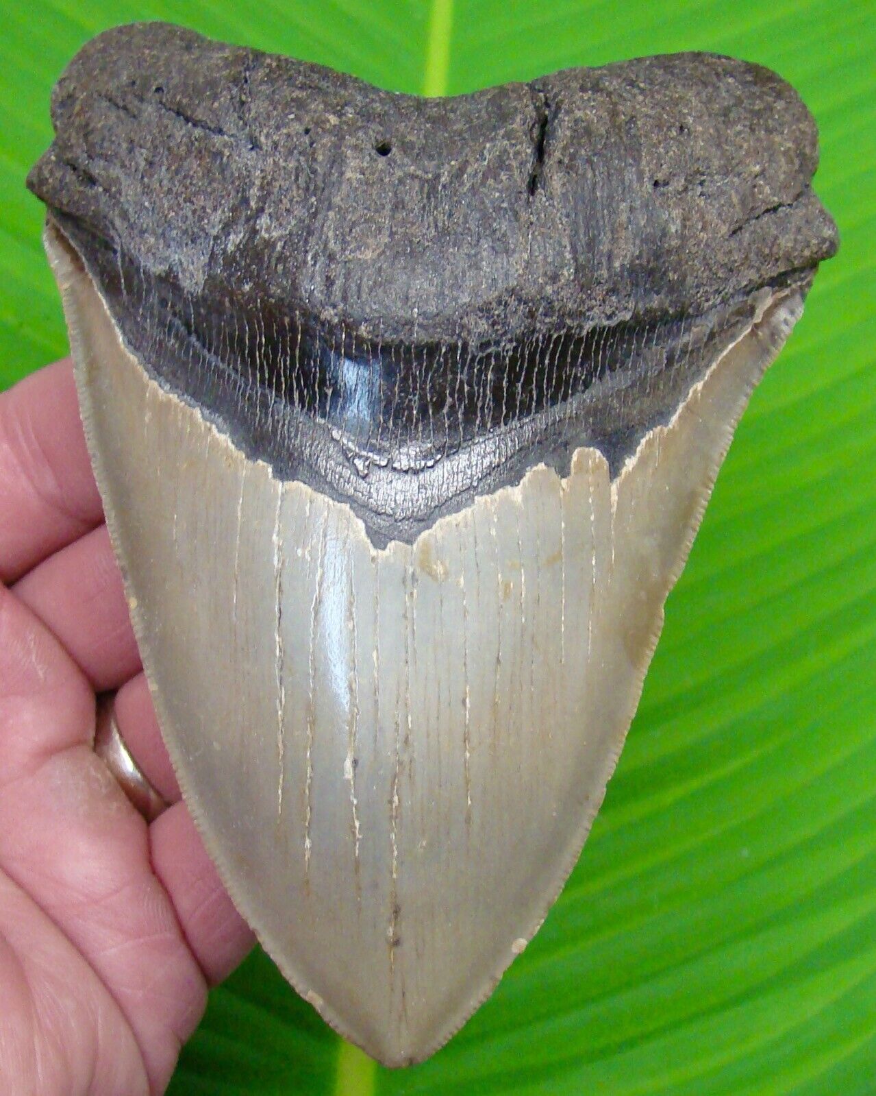 MEGALODON SHARK TOOTH  - XL 5 & 5/16  - NO RESTORATIONS - w/DISPLAY STAND 