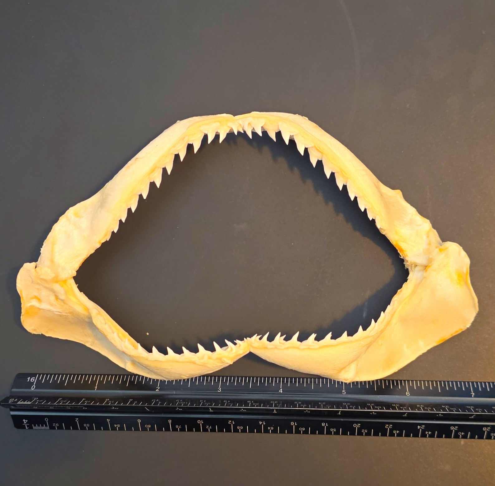Real Spot-Tail Shark Jaw – Approx. 7 Inches