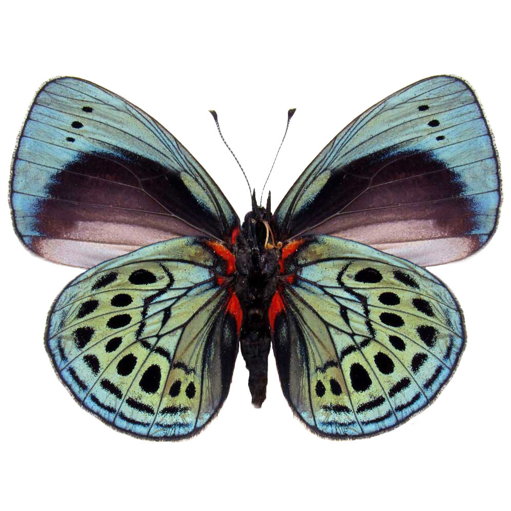 Asterope leprieuri VERSO blue red black butterfly Peru unmounted wings closed