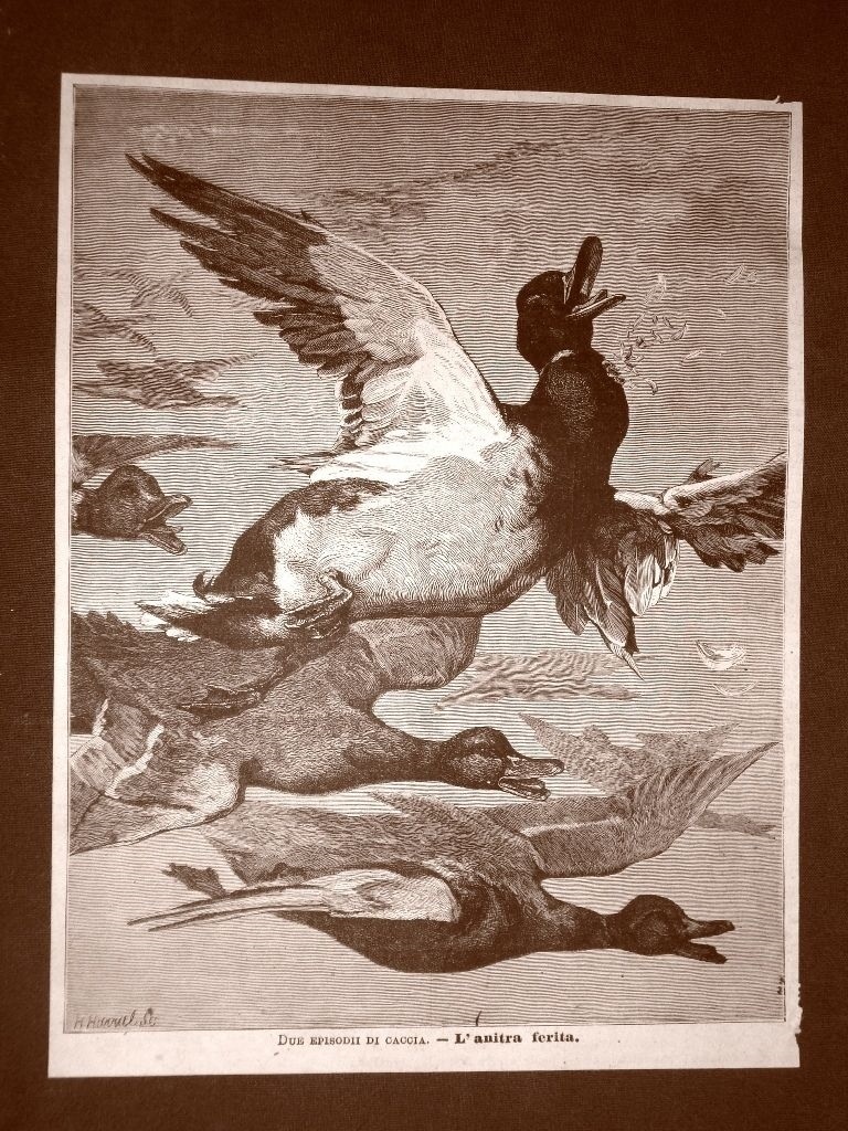 1879 Duck or Duck Wounded Hunting Painting Author To Identify (Doré?)
