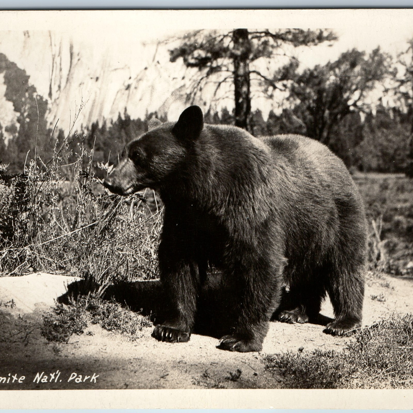 c1940s Yosemite, CA Black Bear National Park RPPC Animal Wildlife Postcard c1940s Yosemite, CA Black Bear National Park RPPC Animal Wildlife Postcard