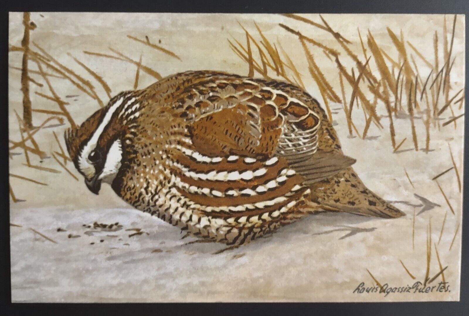 Postcard Bobwhite Bird Life In America Series Artist Louis Fuertes