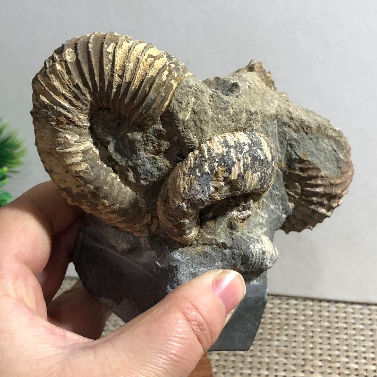 598g Rare Heteromorphic Ammonite Nostoceras malagasyense Madagascar d4
