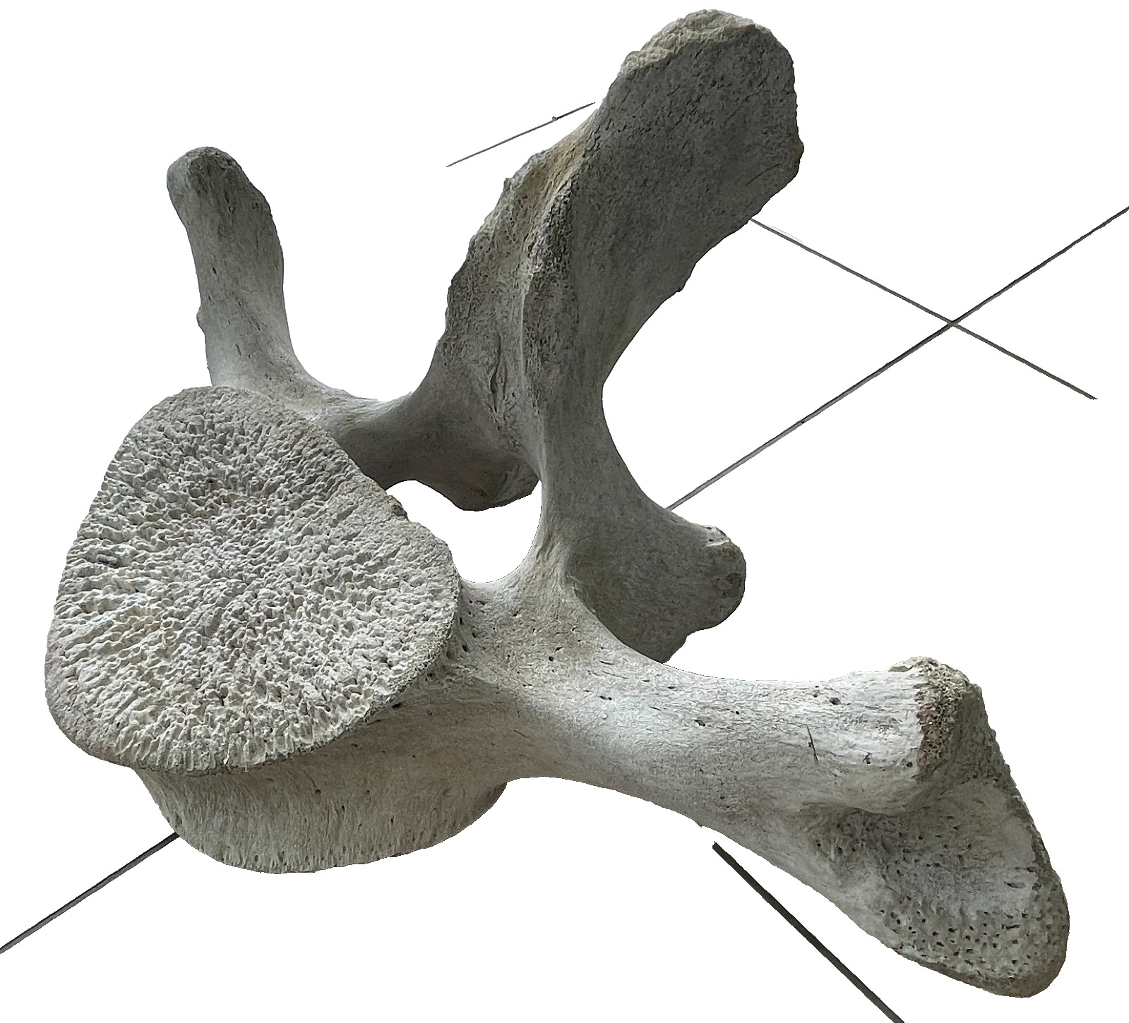 Very Large Heavy Antique Alaska Whale Vertebrae Fossil Bone Chiropractor mancave