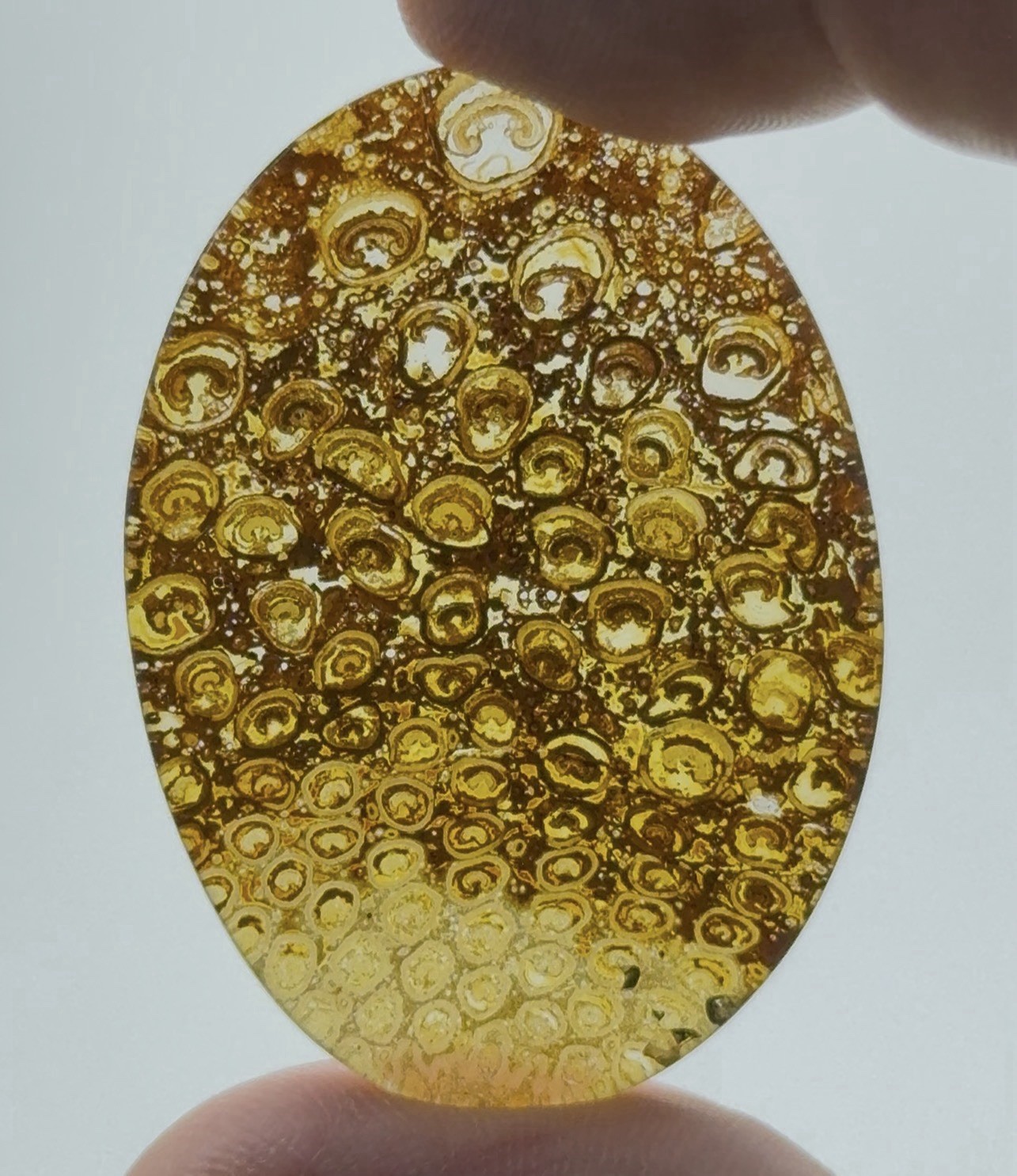1970s EX ROSS JONES COLL. (OSMUNDACAULIS SP.) FOSSIL SLICE LUNE RIVER, AUSTRALIA 1970s EX ROSS JONES COLL. (OSMUNDACAULIS SP.) FOSSIL SLICE LUNE RIVER, AUSTRALIA