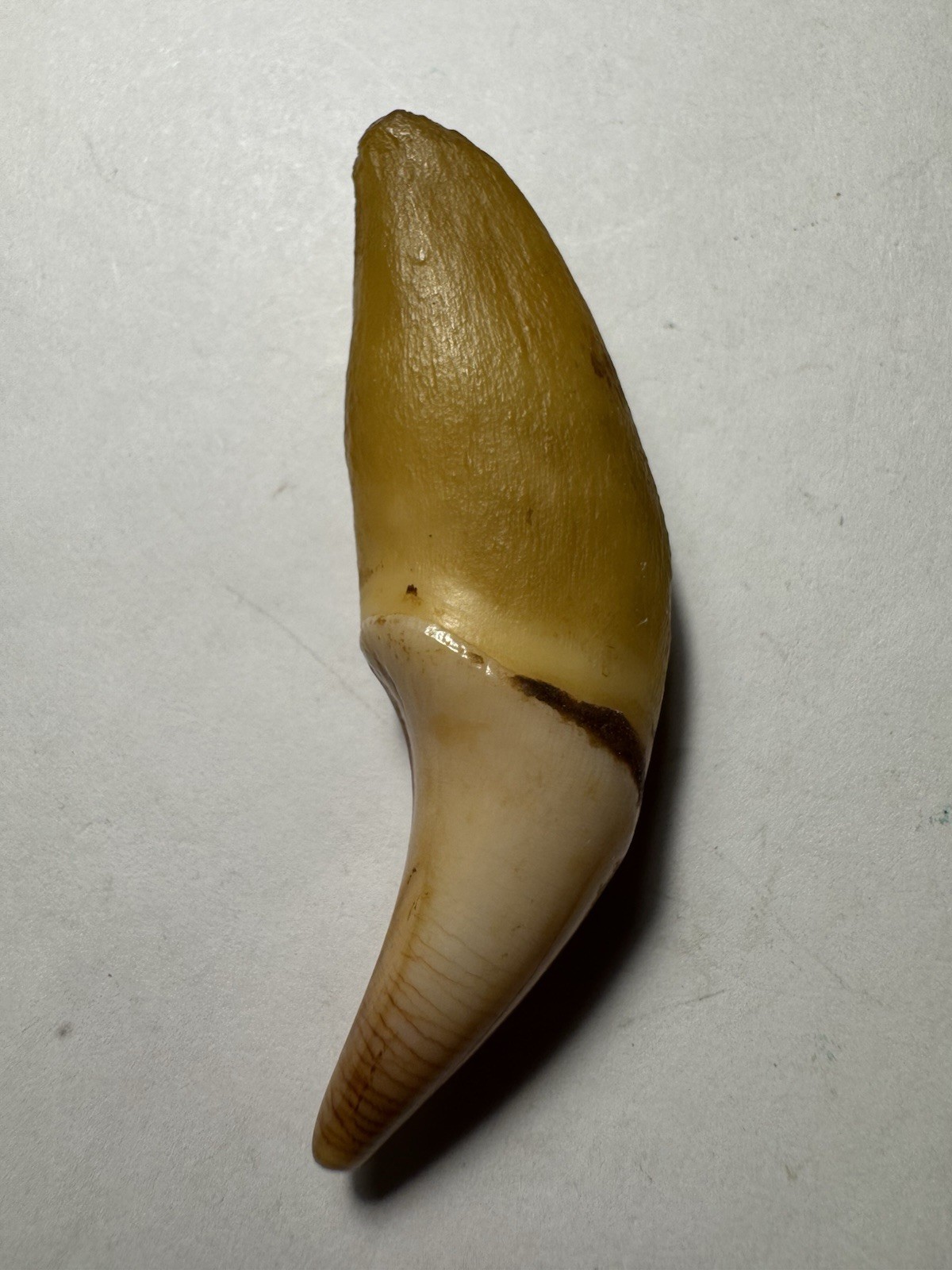 535- Tooth, Teeth, Fox’s Tooth, Coyote’s Tooth