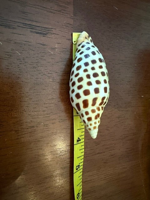 Junonia Scaphella Beautiful Dark Spotted Valuta 3.75 in 95.25mm Collectible