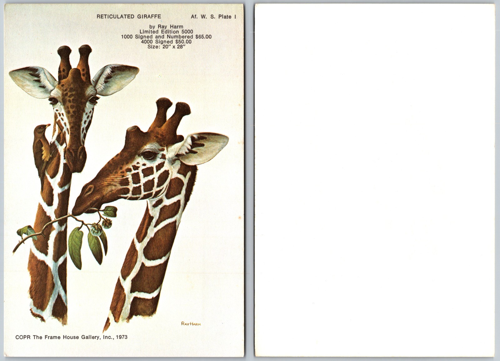 Continental Reticulated Giraffe Postcard
