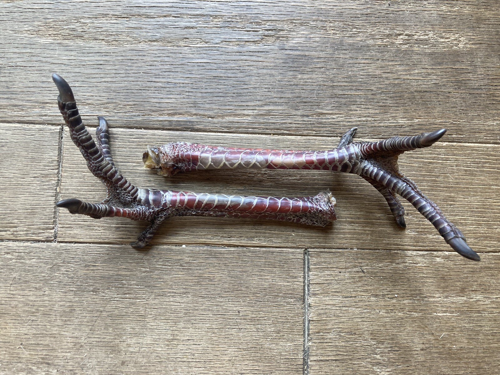 Real Wild Eastern Hen Turkey Feet Legs Taxidermy Real Wild Eastern Hen Turkey Feet Legs Taxidermy