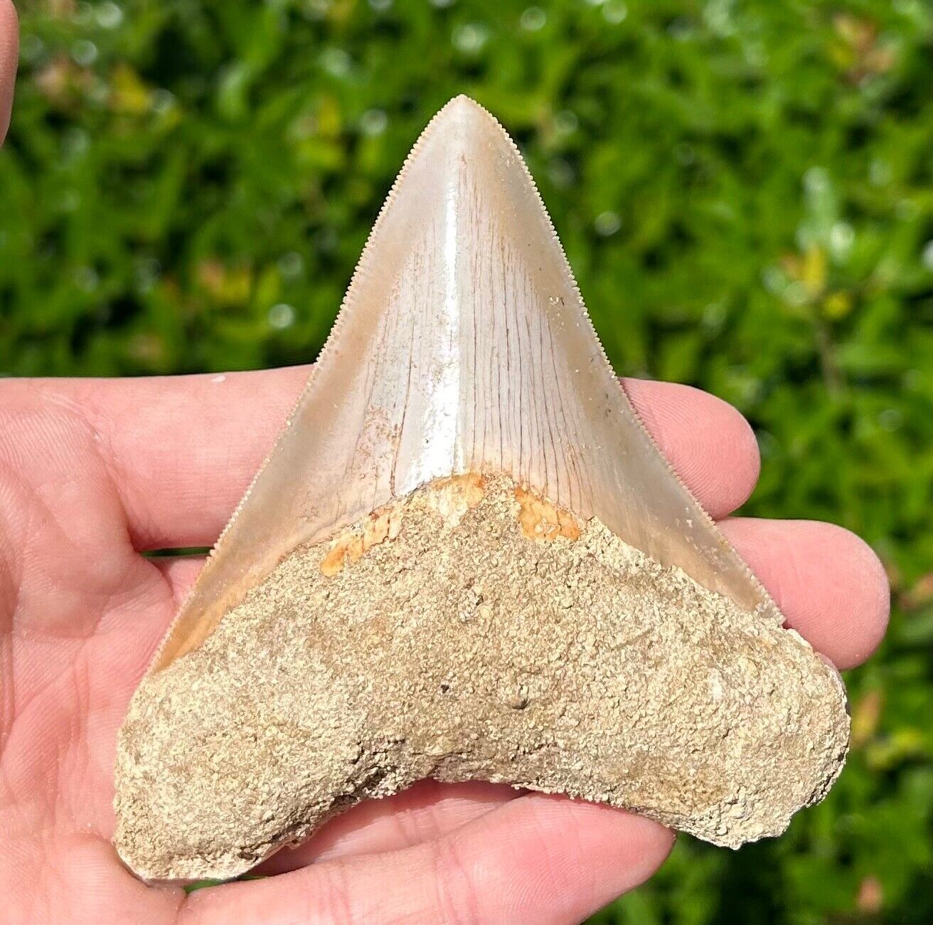 Indonesian Megalodon Tooth HUGE 3.5” Fossil Shark Tooth Indonesia Meg
