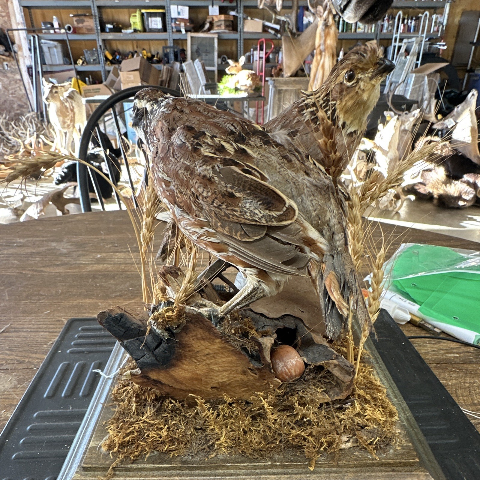 Taxidermy Pair Of Bobwhite Quail #1191