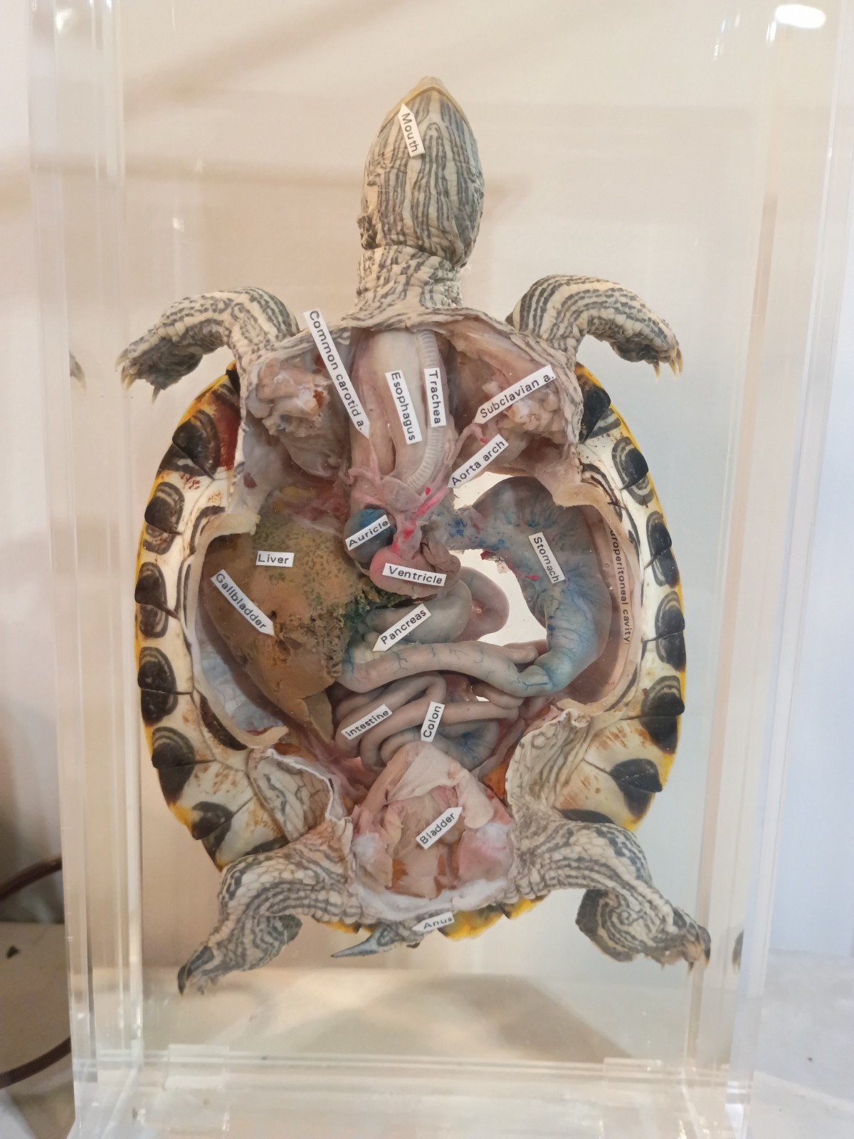 Turtle-Vintage Carolina Biological Dissection Biosmount Taxidermy Specimen Model