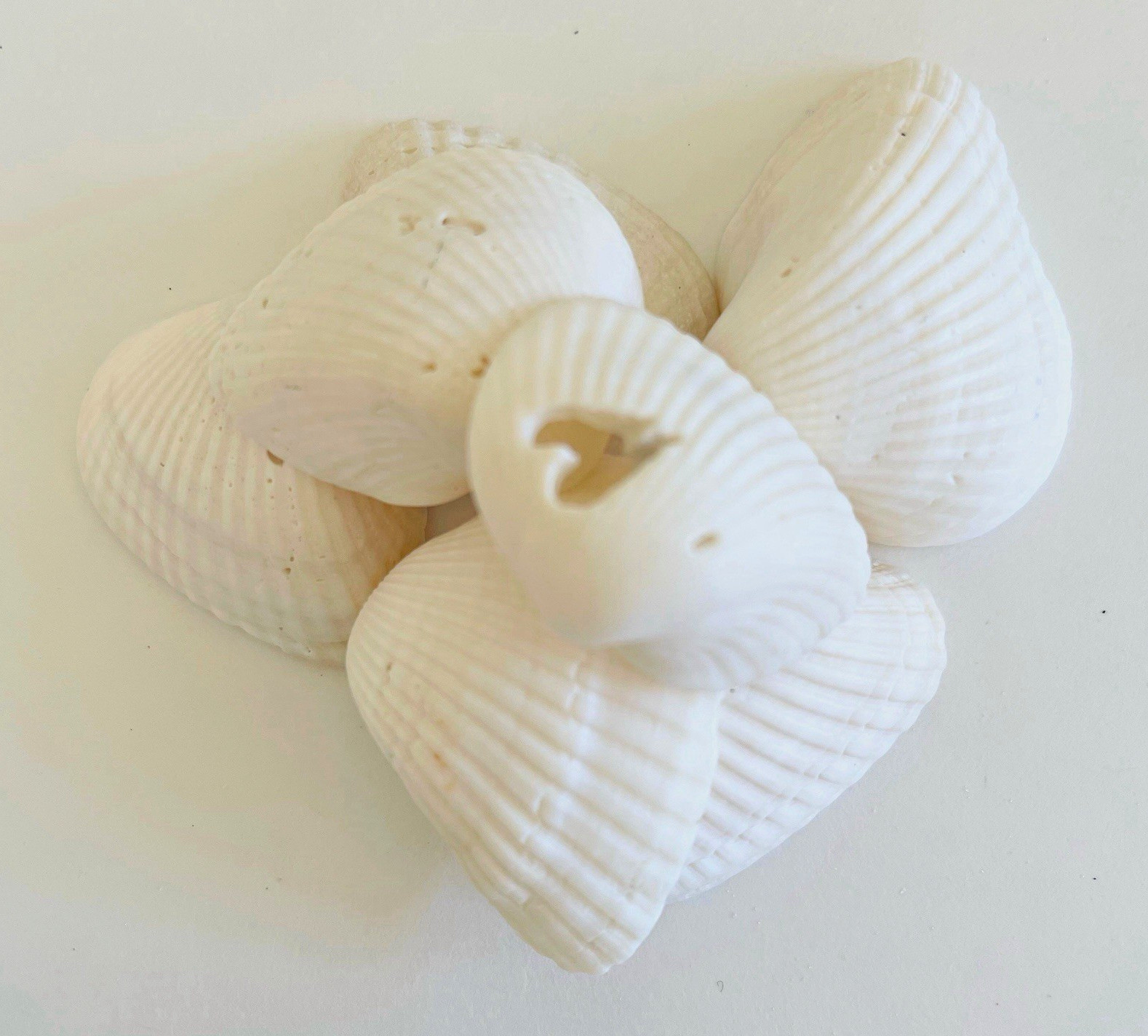 Sanibel Island White Ark Seashells 35 Pcs 1.5-2\