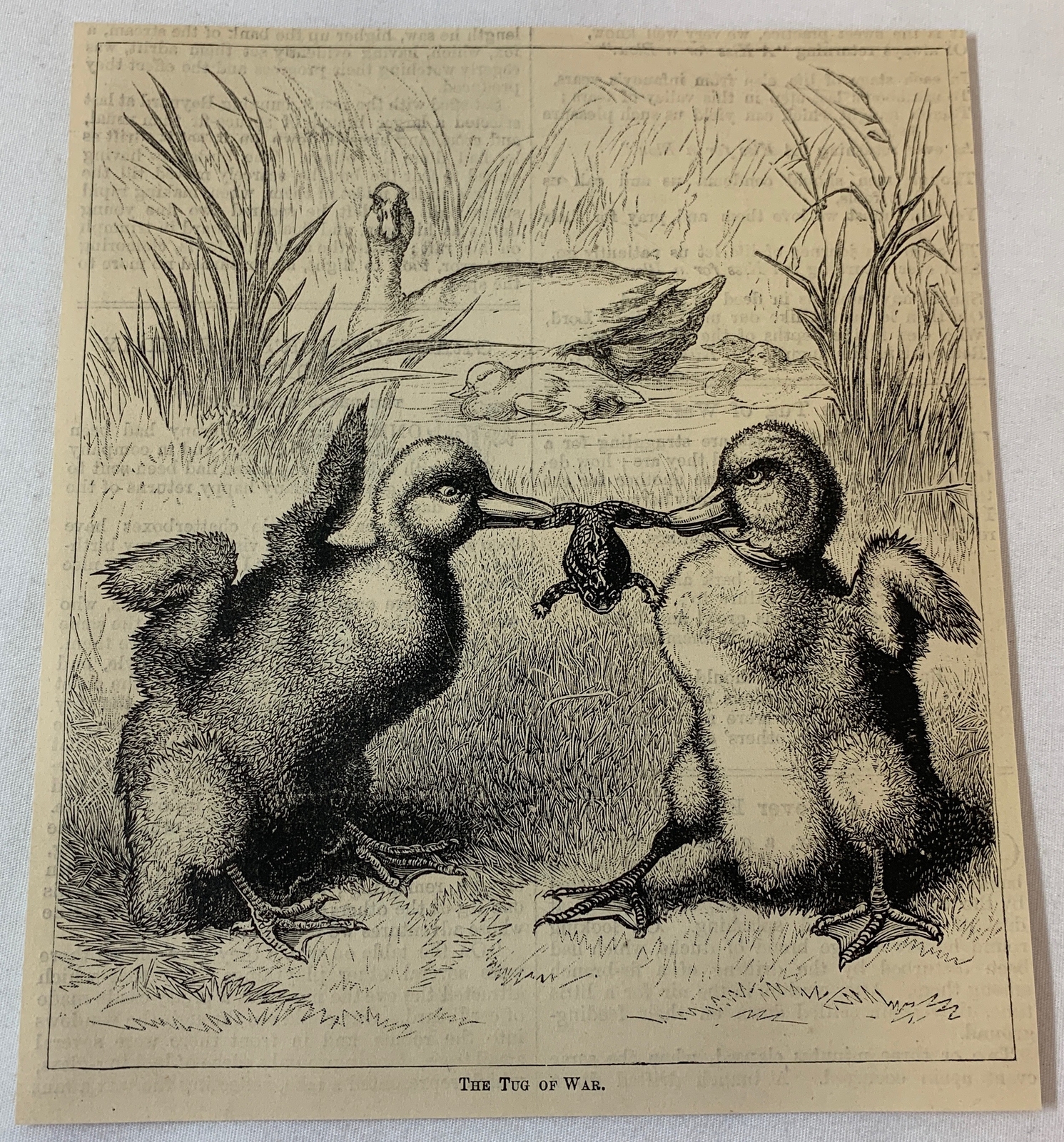 1879 magazine engraving ~ TWO DUCKLINGS FIGHTING OVER A FROG
