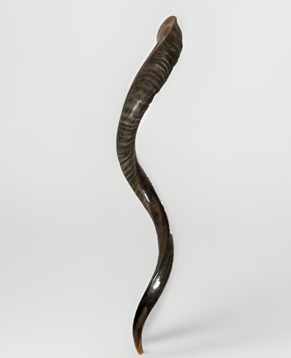 Shofar Yemenite Kudu Horn XXXL 45”-50” Half Polished Kosher  USA