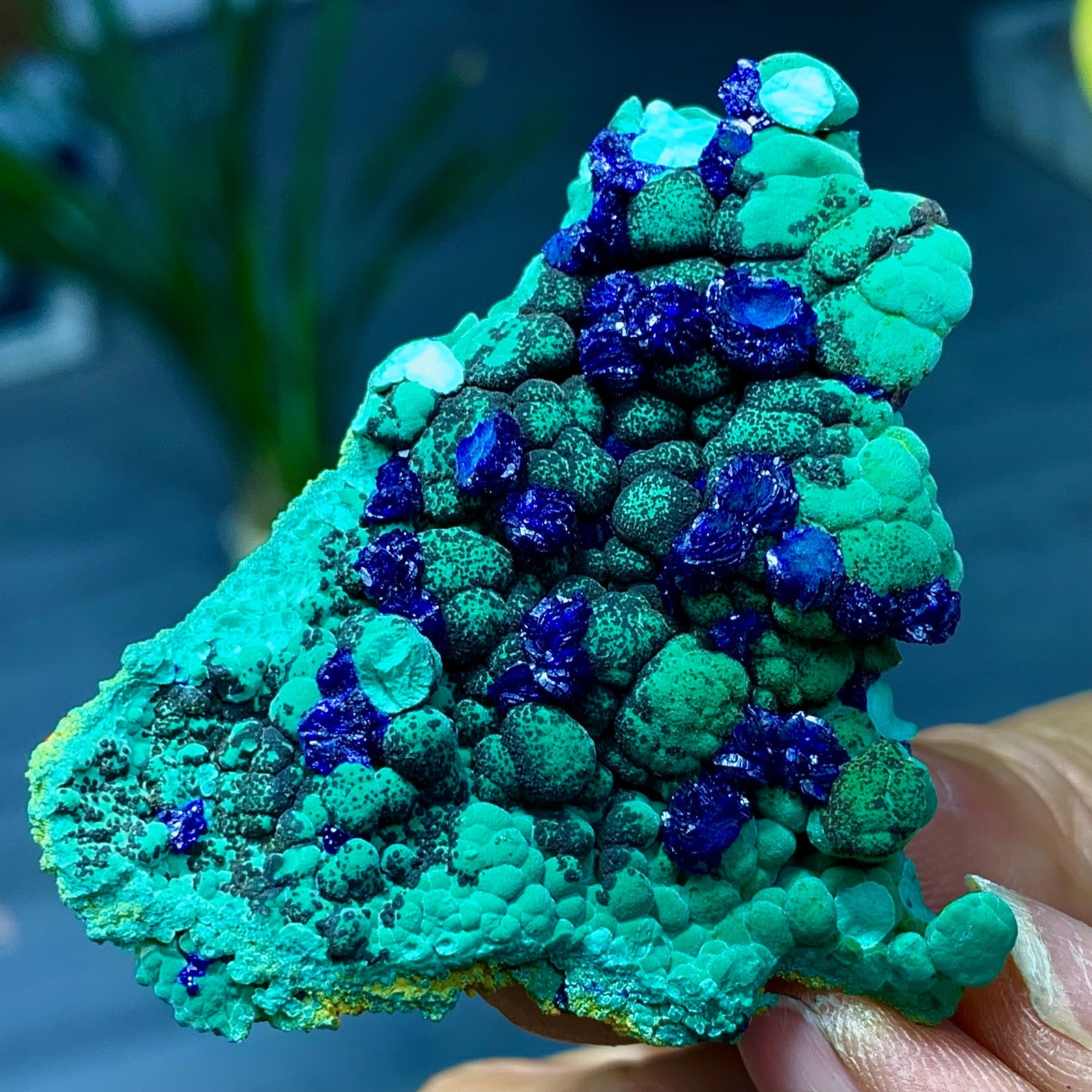 49G Natural VELVET Azurite/Malachite cat\'s eye specimen crystal mineral-Congo