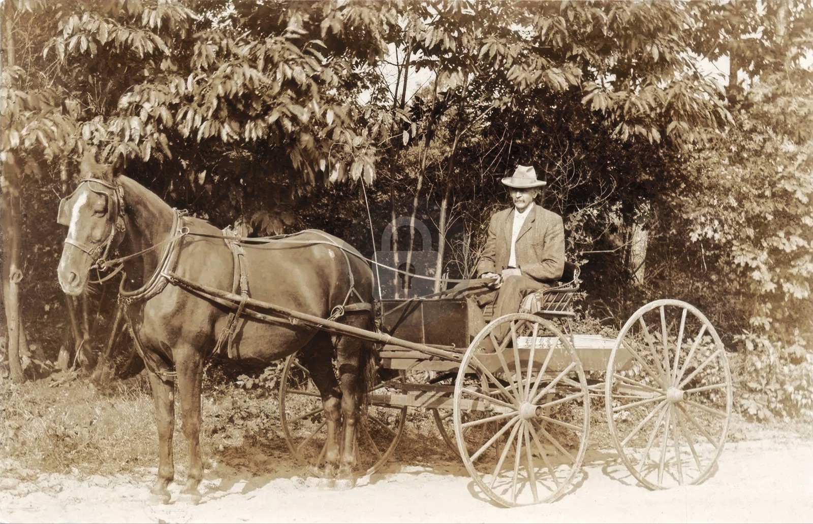 Ashland RI man driving horse blinders Scituate RPPC Photo Postcard COPY Ashland RI man driving horse blinders Scituate RPPC Photo Postcard COPY