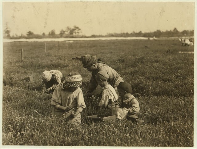 Browns Mills New Jersey 1910 Arnao Family Child Farm Workers Blueberries