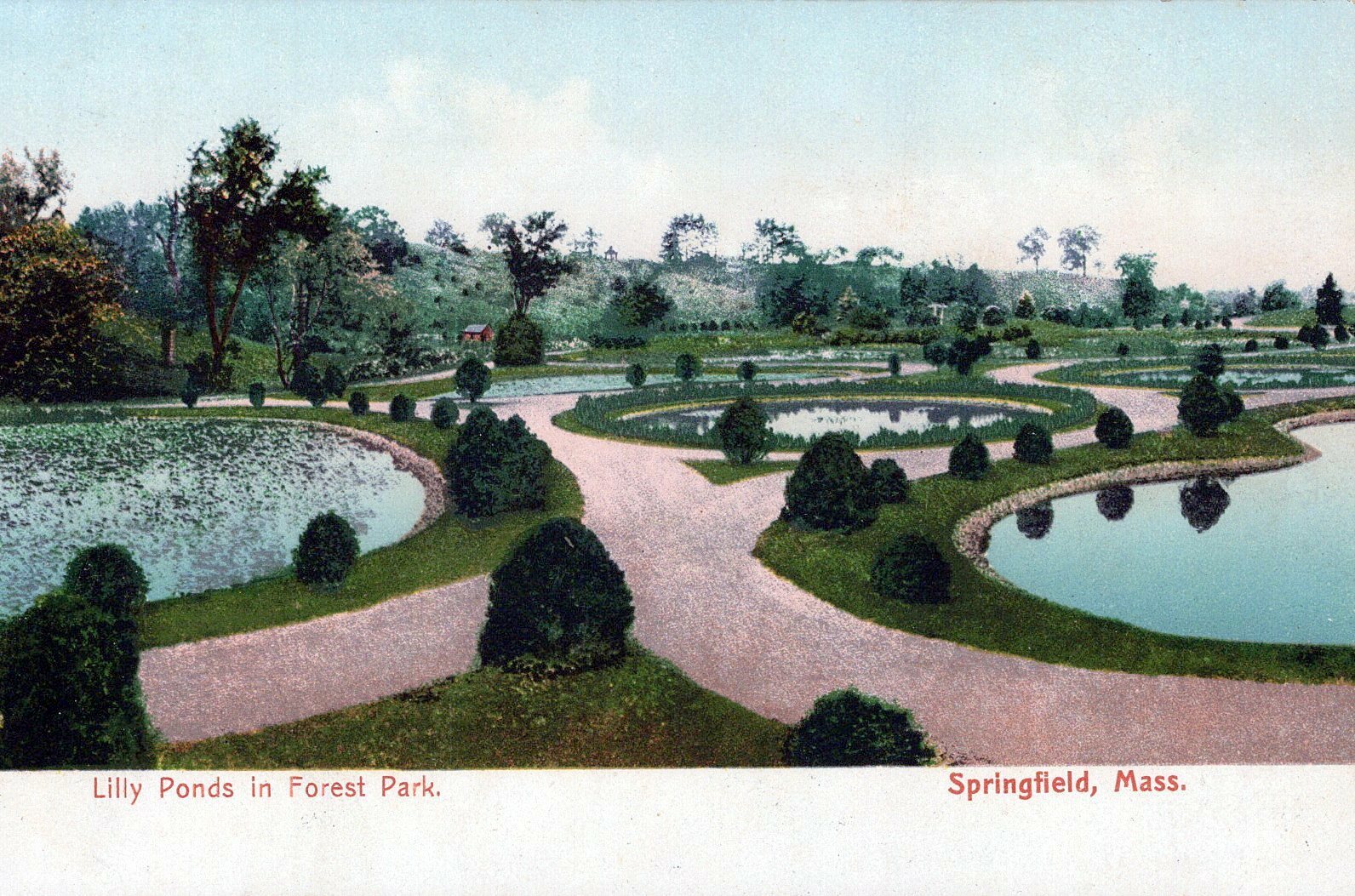 Lily Ponds In Forest Park Springfield Mass. Vintage Undivided Back Post Card