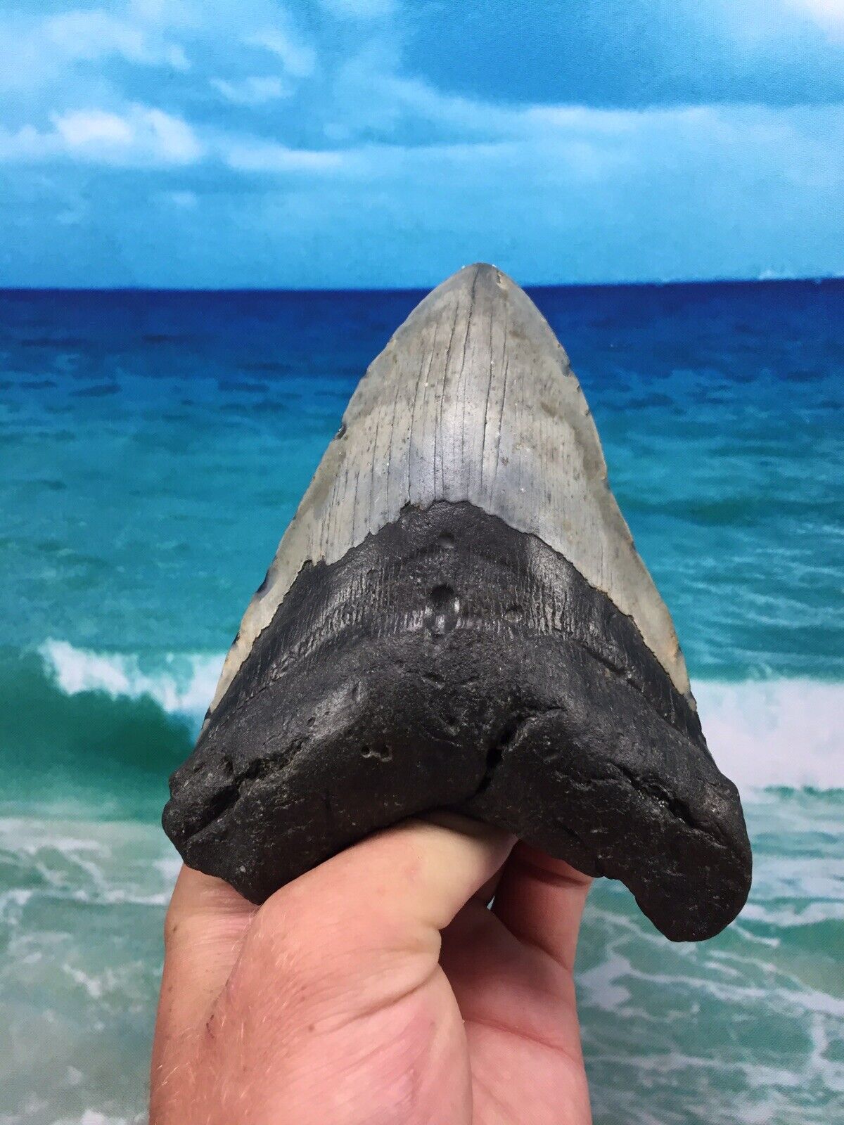 MEGALODON Fossil Orange Shark Teeth Ocean No Repair 5.63\