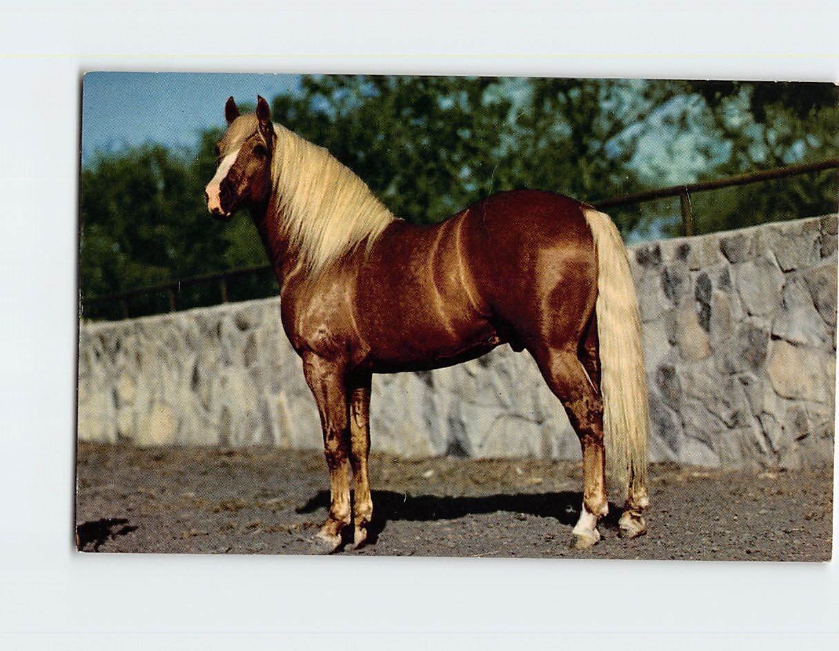 Postcard Western Thoroughbred Horse