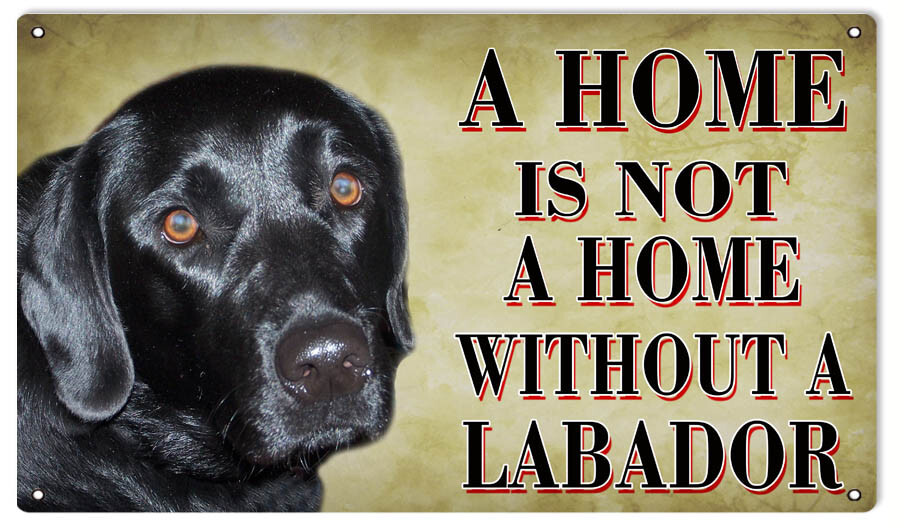 A HOME IS NOT A HOME WITHOUT A LABADOR 14\