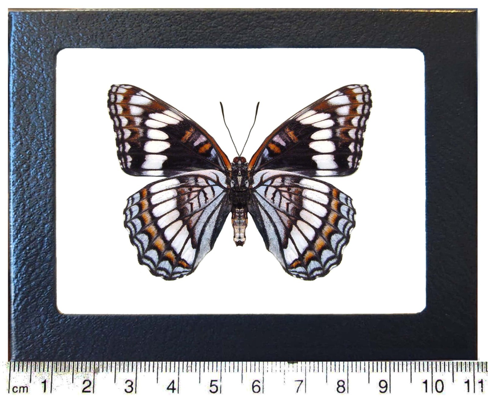 Limenitis weidemeyeri VERSO black white butterfly USA FRAMED Limenitis weidemeyeri VERSO black white butterfly USA FRAMED