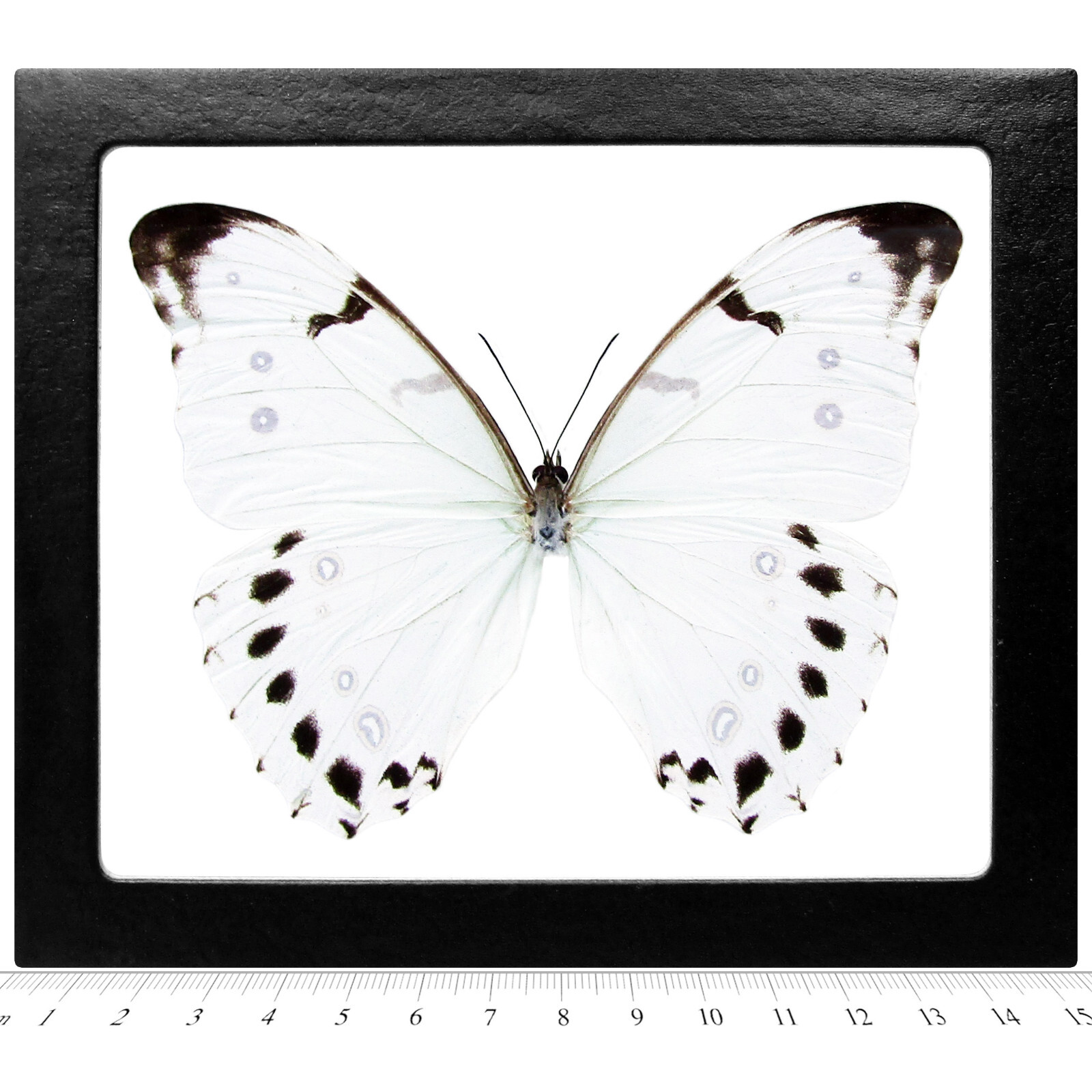 Morpho luna REAL FRAMED BUTTERFLY WHITE GUATEMALA Morpho luna REAL FRAMED BUTTERFLY WHITE GUATEMALA