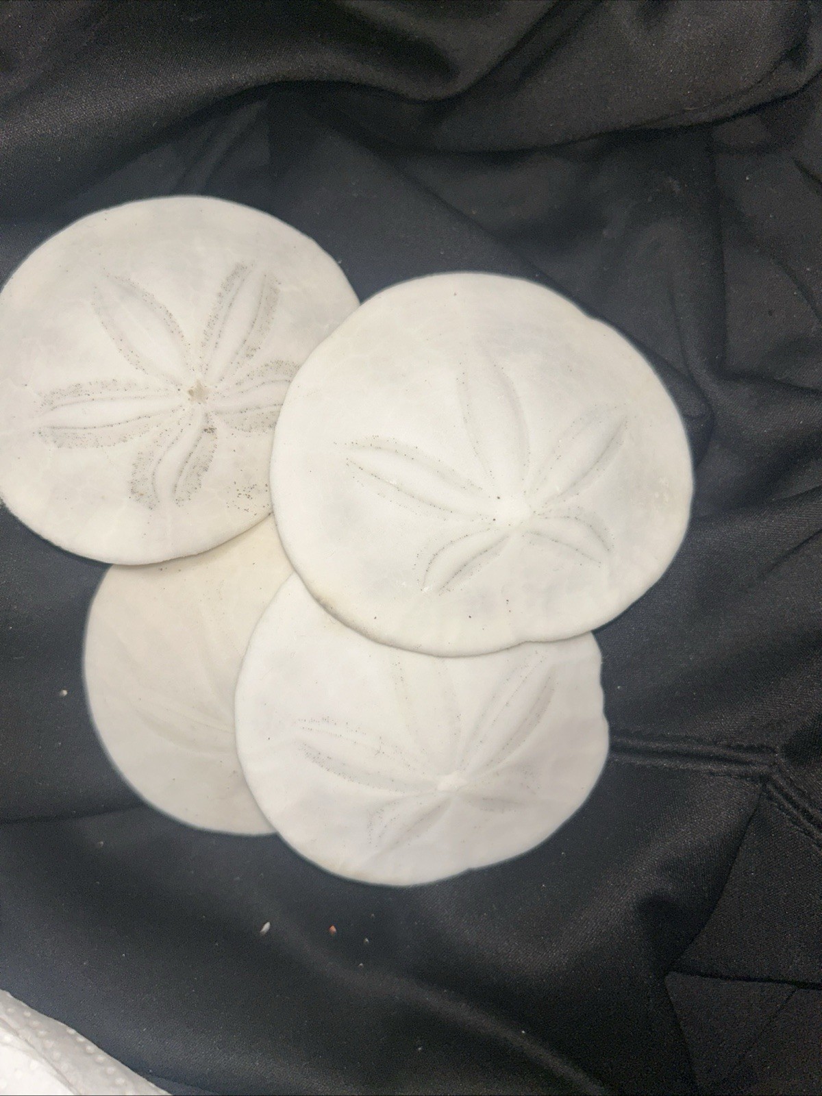 Sand Dollars From Seaside Seashore. Hand Chosen from Seaside, Oregon