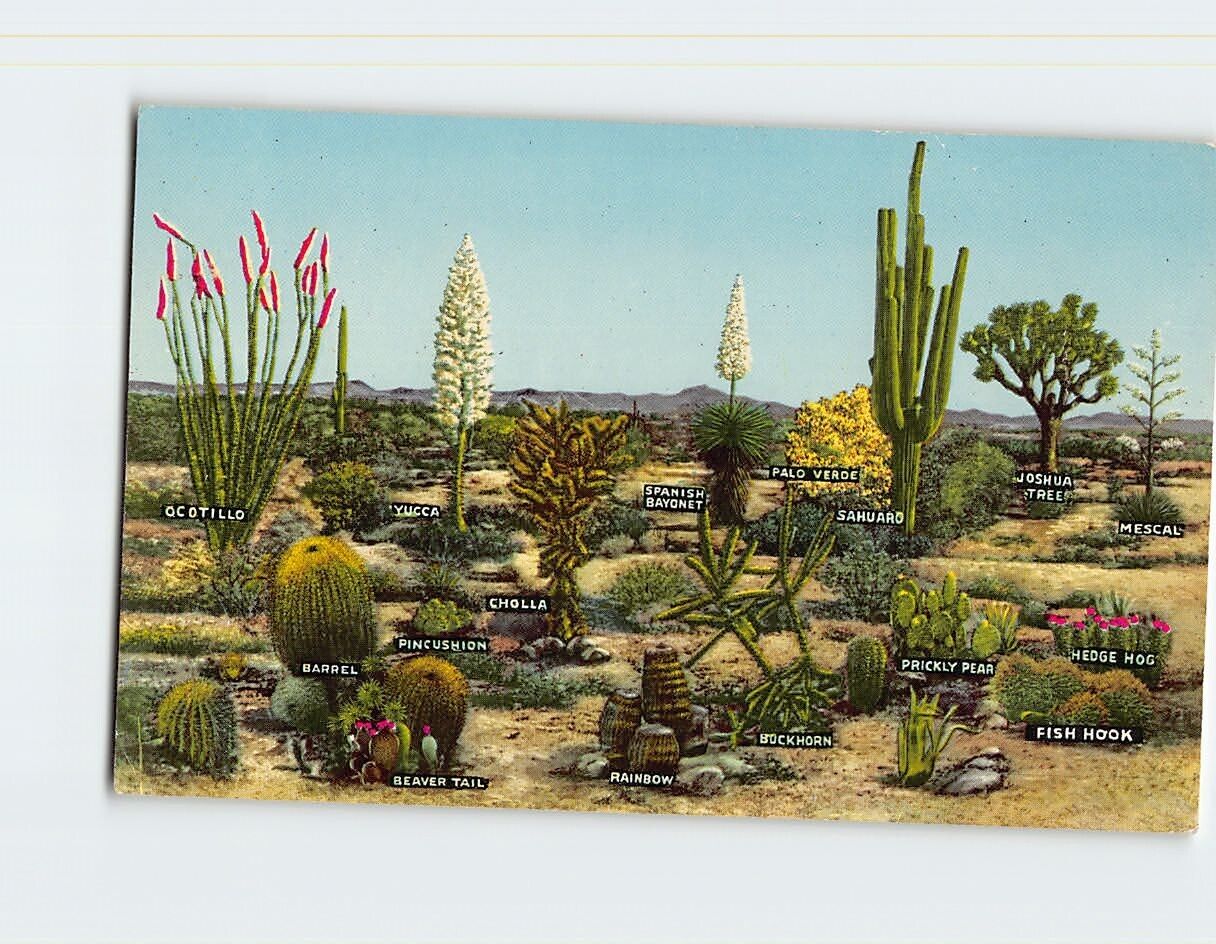 Postcard A Few Varieties of Desert Vegetation