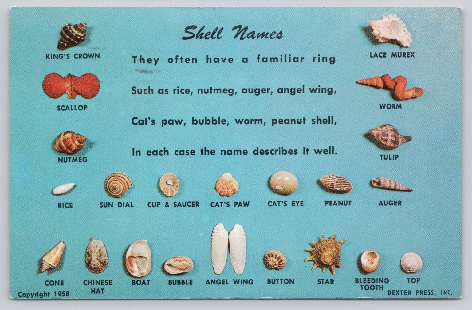 1958 Dexter Press Shell Names Postcard Fort Myers Beach FL Postmark 1967