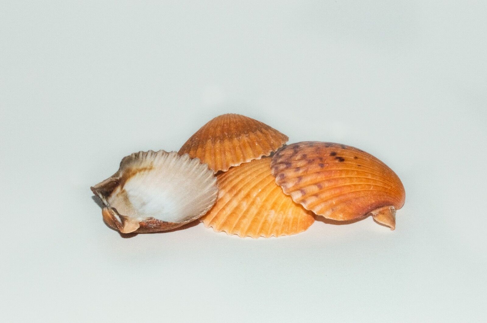 Orange Pecten Sea Shell Beach Craft Scallop 2\